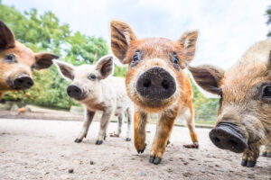 2021_03_02_Wildpark_Wollschweine-300x200