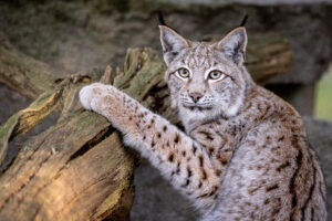 2022_02_14_Luchs-9-300x200